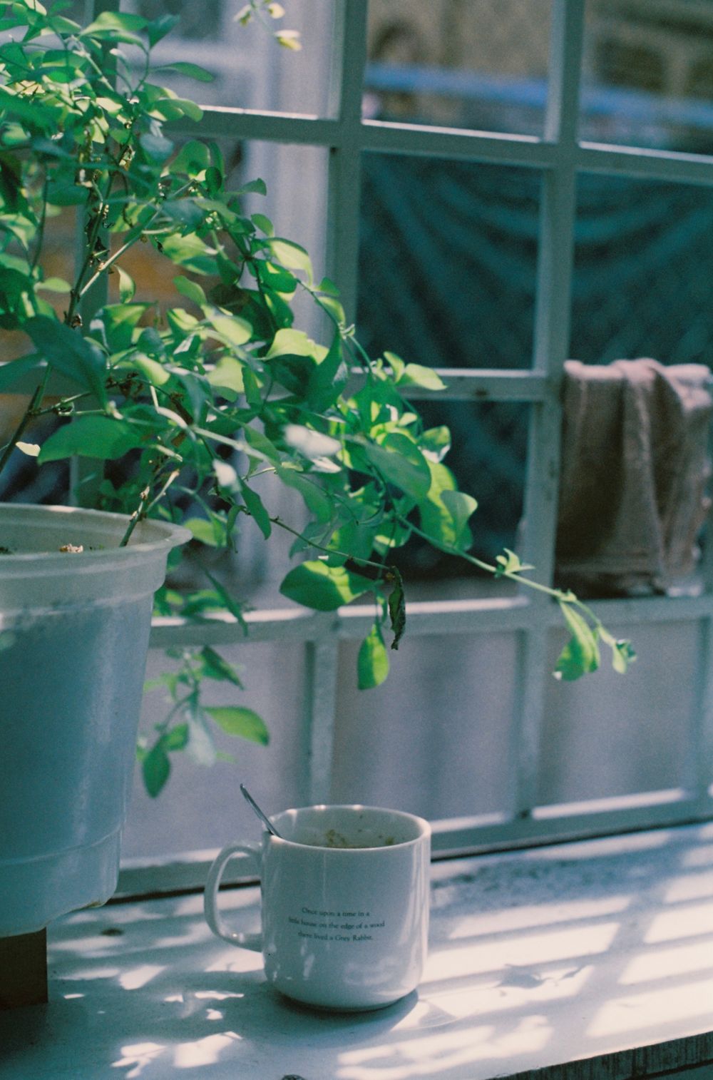 Morning coffee on a sunlit windowsill beside a houseplant